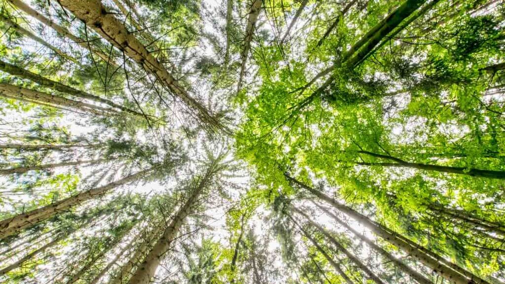 Bildsensor - Bäume aus der Froschperspektive