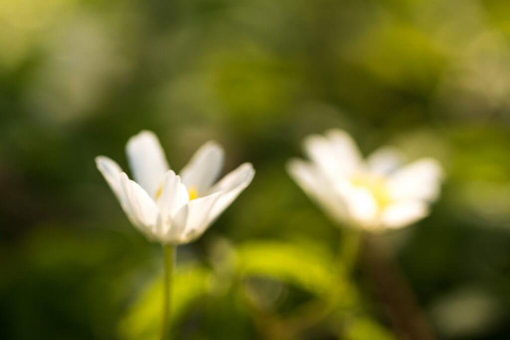 Streiflicht am Morgen - weisse Blüten in Unschärfe