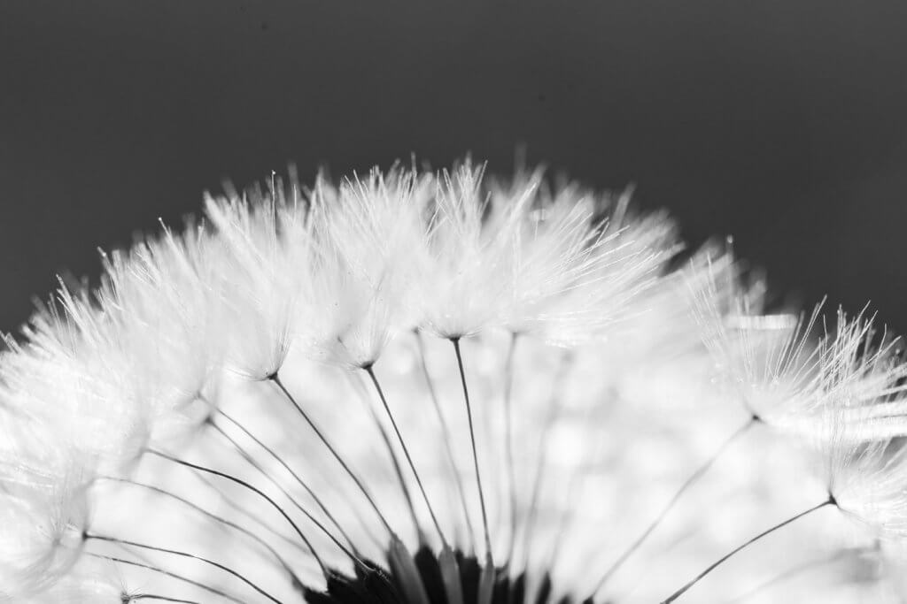 Makroobjektive Makrofotografie - Im Makrobereich fotografieren