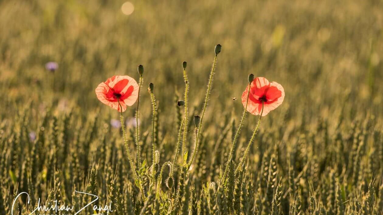 Der richtige Bildausschnitt - Mohnduo im Feld