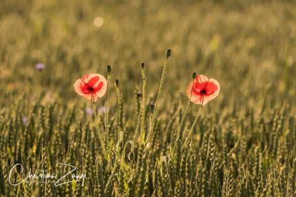 Der richtige Bildausschnitt - Mohnduo im Feld