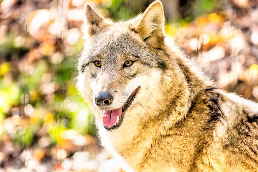 Offenblende - mongolischer Wolf im Zoo