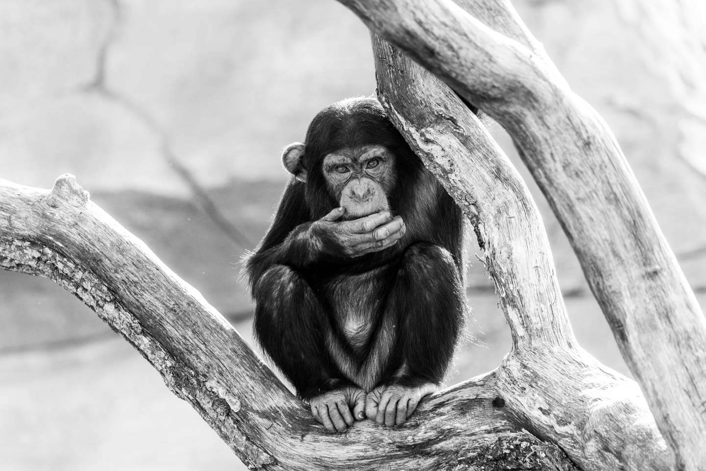 Fotografieren im Zoo - Affen