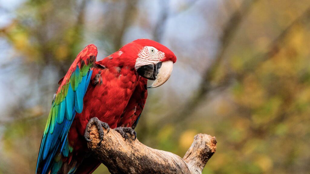 Grünflügelara Fotografieren im Zoo