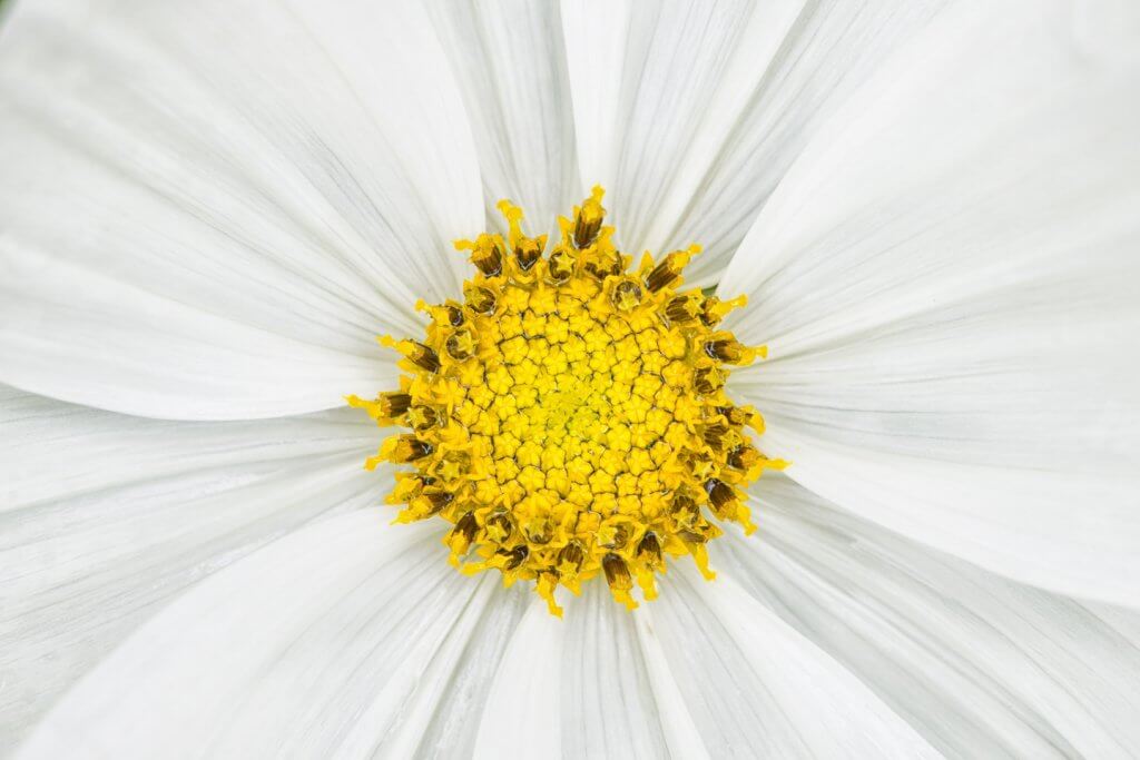Symmetrie in der Natur - Nahaufnahme einer Blüte