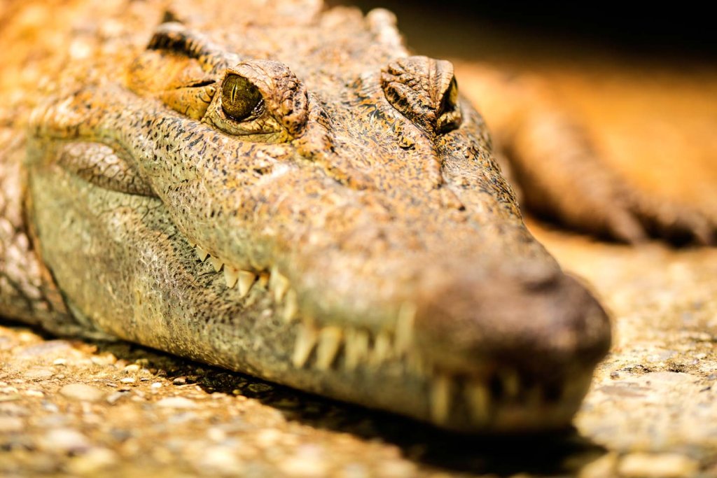 Tierfotografie - philippinisches Krokodil