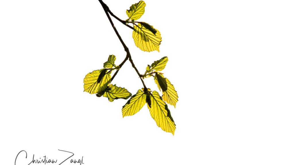 Highkey und Durchlicht