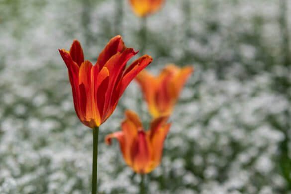 Tulpen im Gegenlicht