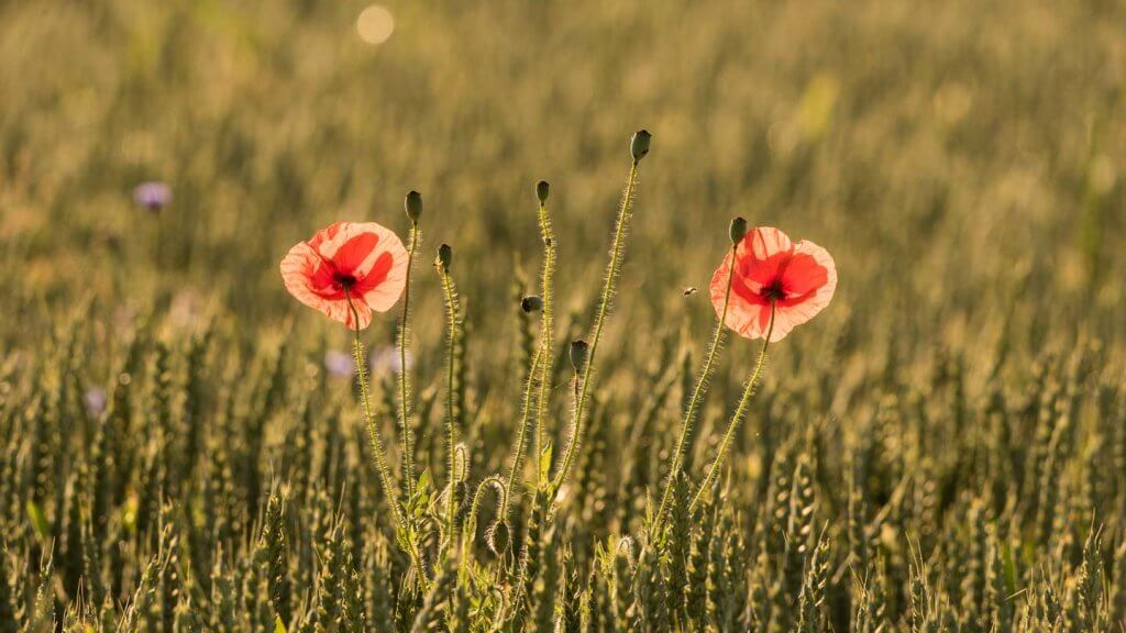 Wie sieht die Kamera ein Motiv Mohnblumen