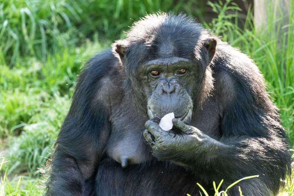 Farbbild zum Vergleich Schwwarzweissbilder im Zoo