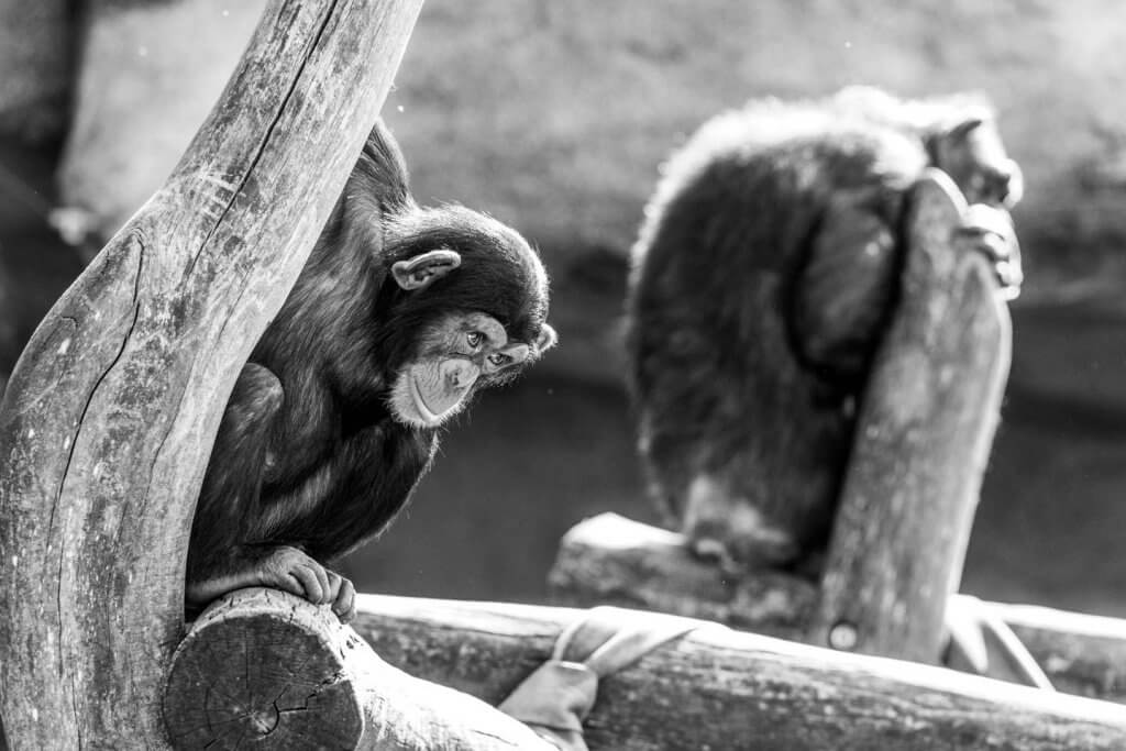 Schwarzweissfotos im Zoo