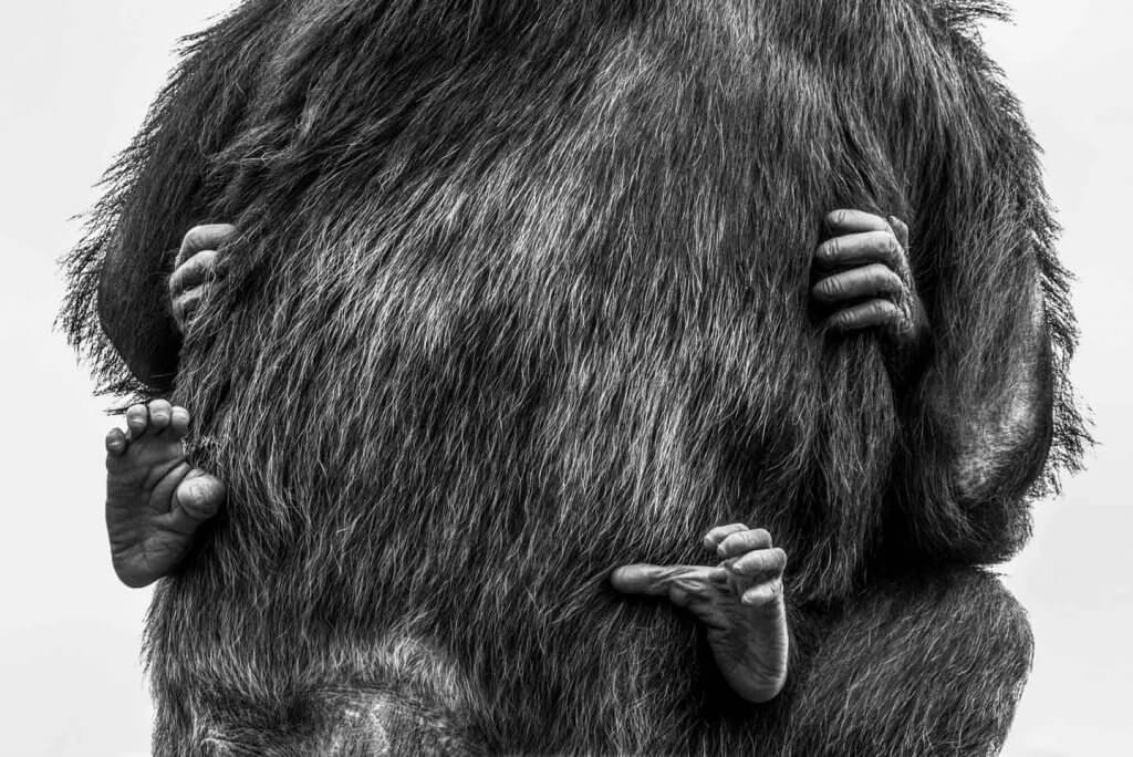 Schwarzweissfotos im Zoo - Perspektivenwechsel