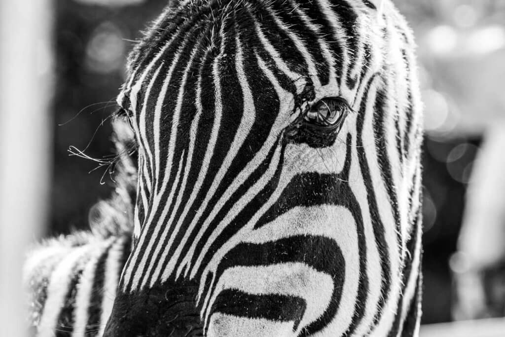 Zebra im Tiergarten