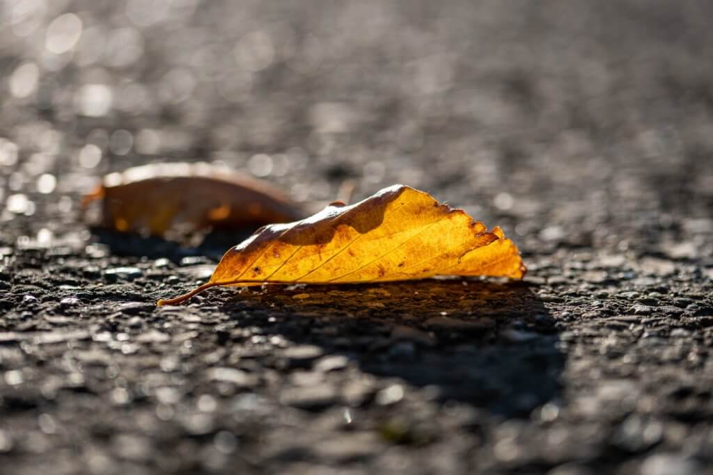 Dynamikumfang richtig messen - Herbstblatt im Gegenlicht auf der Strasse