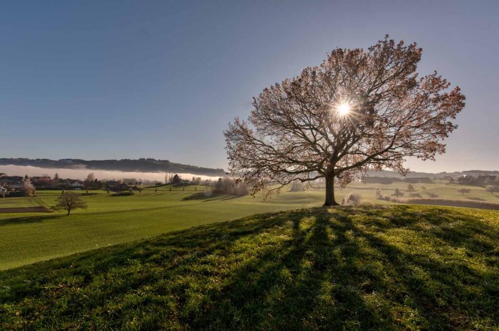Herbstbaum im Gegenlicht - HDR-Aufnahme