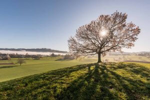 Herbstbaum im Gegenlicht