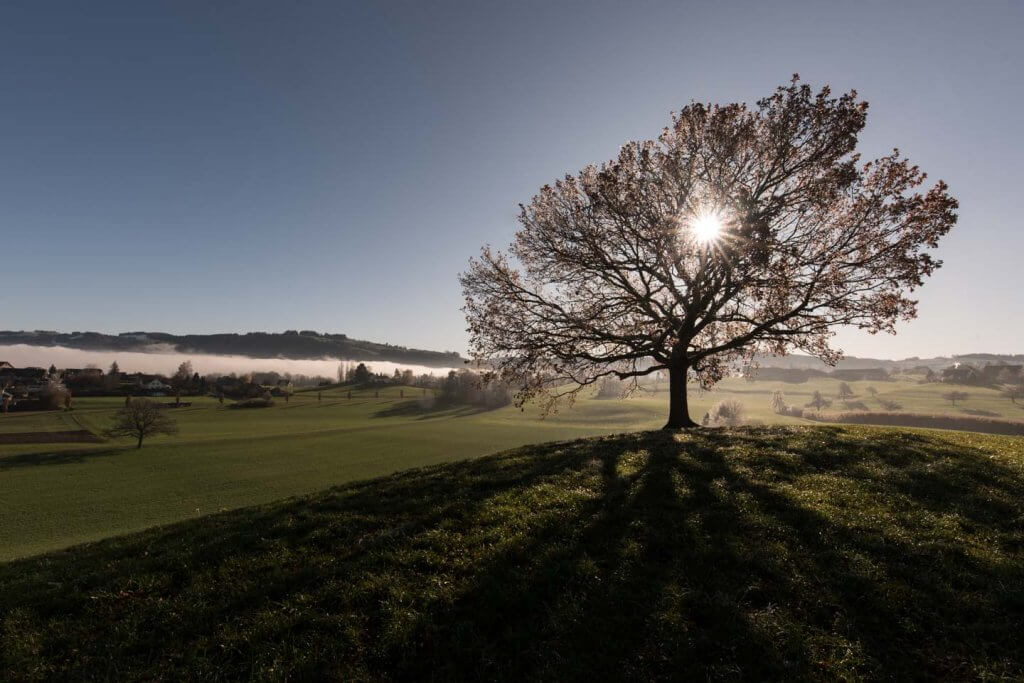 hoher Dynamikumfang bei Gegenlicht - Baum mit Sonnenstern