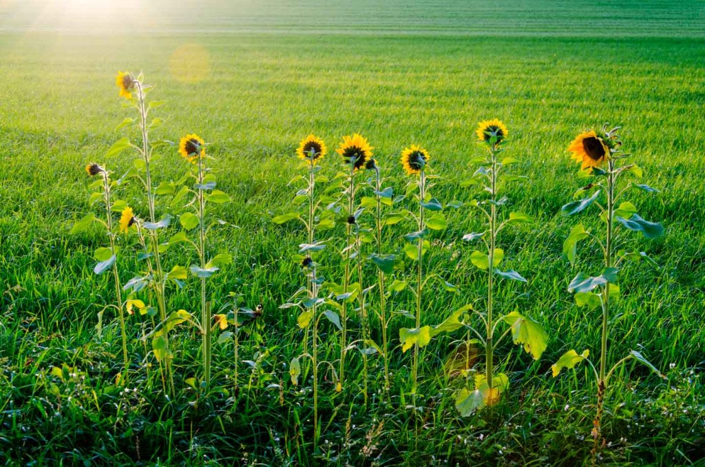 Goldene Stunde - Sonnenblumen