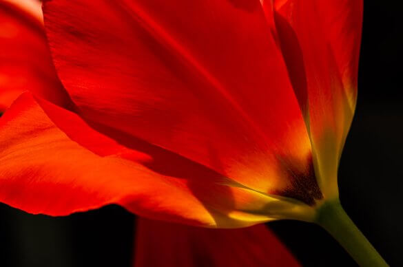 Fotografieren im Frühling - Tulpenwunder