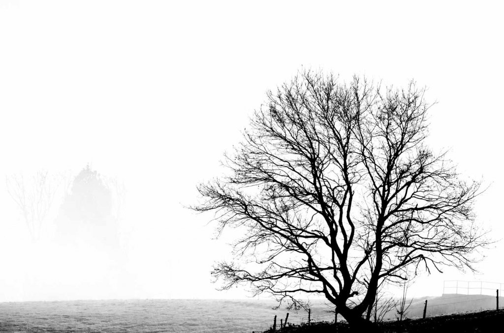Baum Silhouetten im Nebel