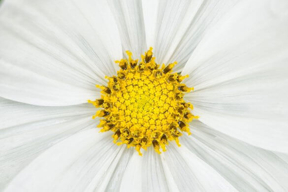 Blumen zuhause fotografieren - Margarite Makrofotografie