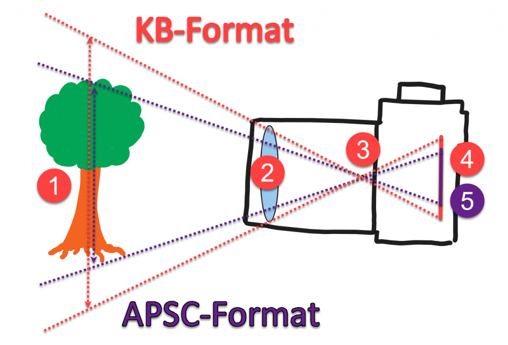 Cropfaktor Kameramodell Baum DX und FX