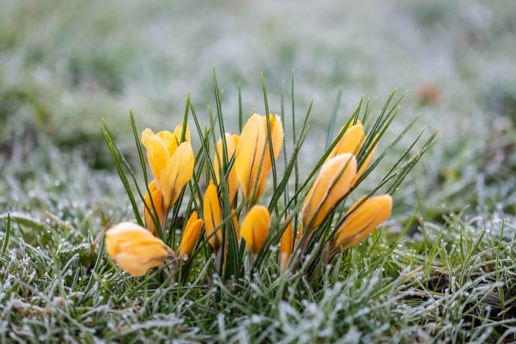 Wolkensoftbox - Krokusse im Raureif