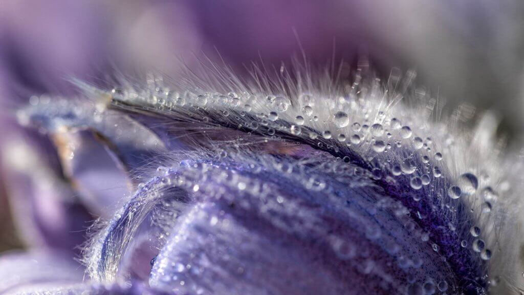 gemeine Kuhschelle - Fotografieren im Frühling