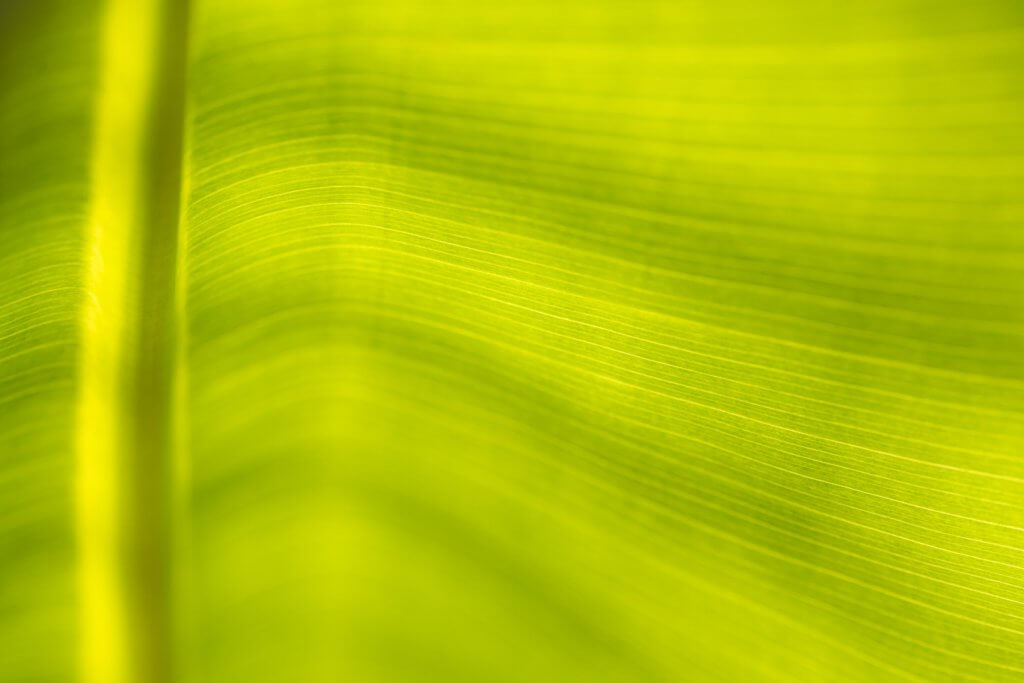 monochrome Farbe am Palmenblatt