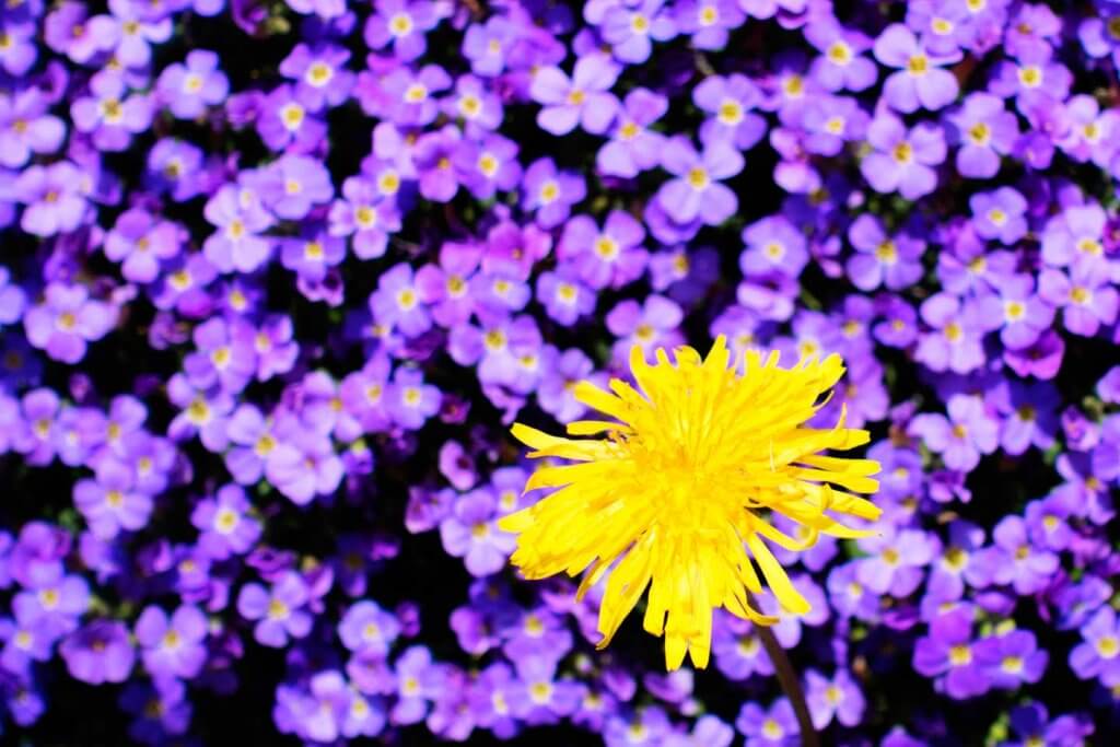 Farbe ins Spiel bringen - gelb und violett