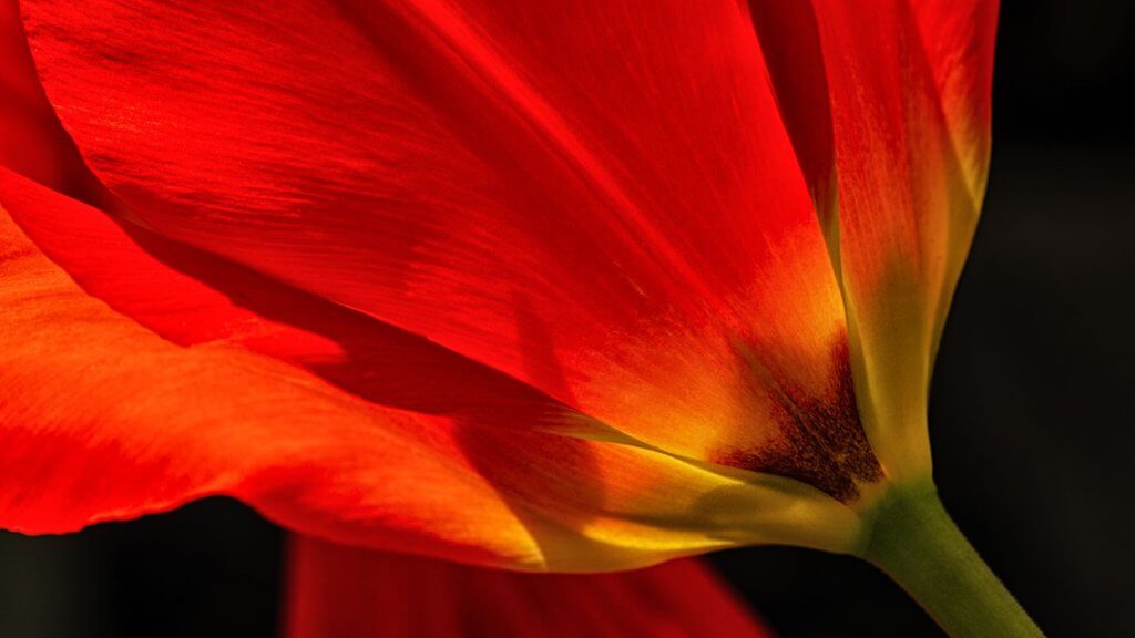 Spiegelblick Tulpenwunder