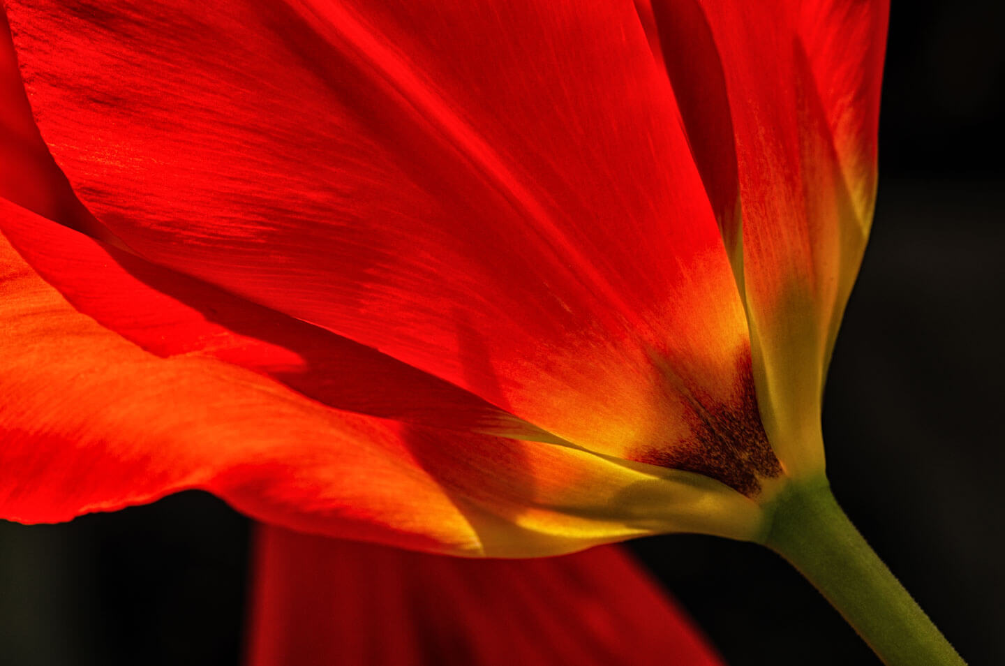 Spiegelblick Tulpenwunder