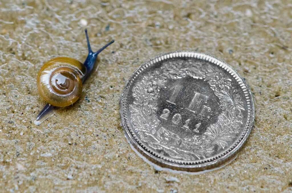 Makrofotografie - Miniatureschnecke