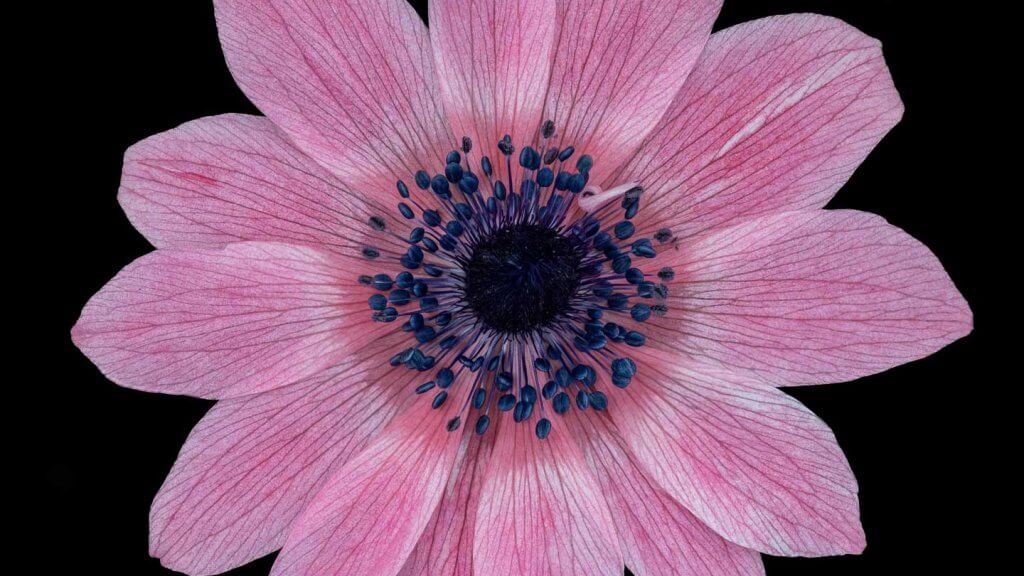 Kronen Anemone