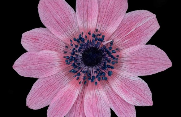 Kronen Anemone