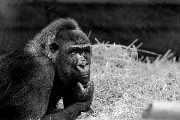 Gorilla Ich denke also bin ich