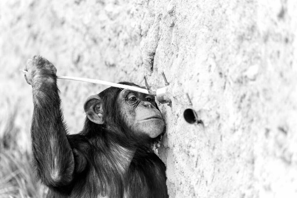 Schimpansen im Walter Zoo in Gossau