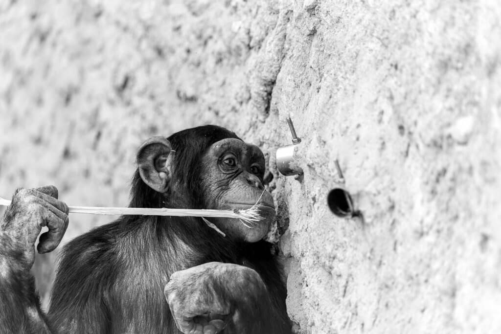 Schimpansen im Walter Zoo Gossau