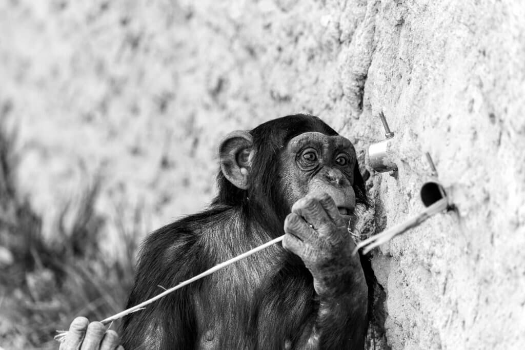 Schimpansen im Zoo 2