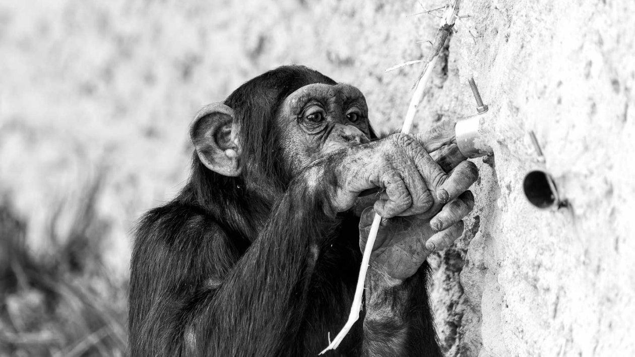 Schimpansen im Zoo 3