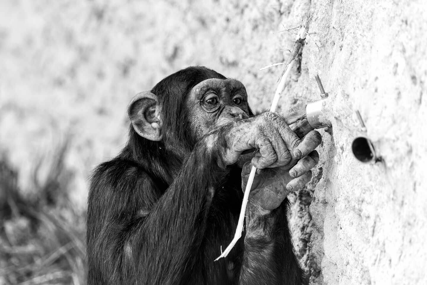 Schimpansen im Zoo 3