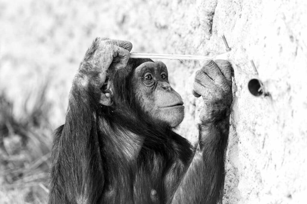 Schimpansen im Zoo 4
