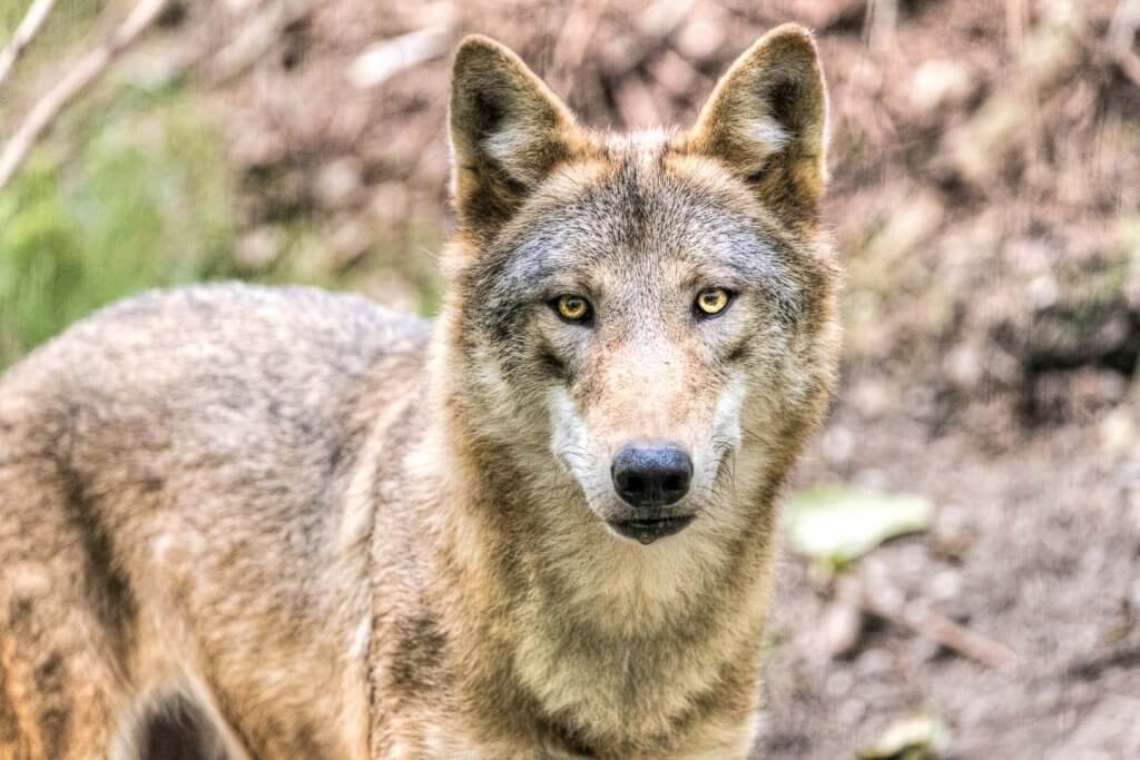 Belichtungsdreieck – Wolf mit hohem ISO-Wert fotografiert Wolf bei schwachem Licht mit hohem ISO-Wert fotografiert