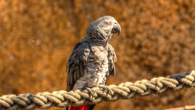 Welche Objektive kaufen - Fotografieren im Zoo
