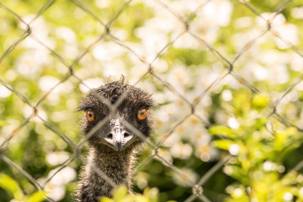 Blauhalsstrauss hinter Gitter - Fotografieren im Zoo