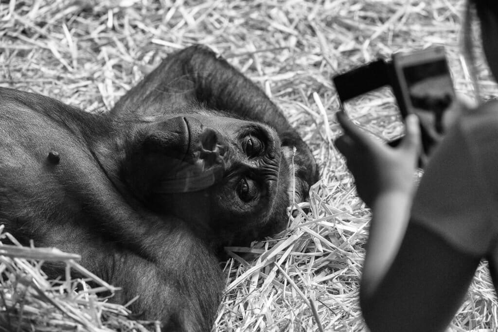 Diskrepanz zwischen Tier und Mensch im Zoo