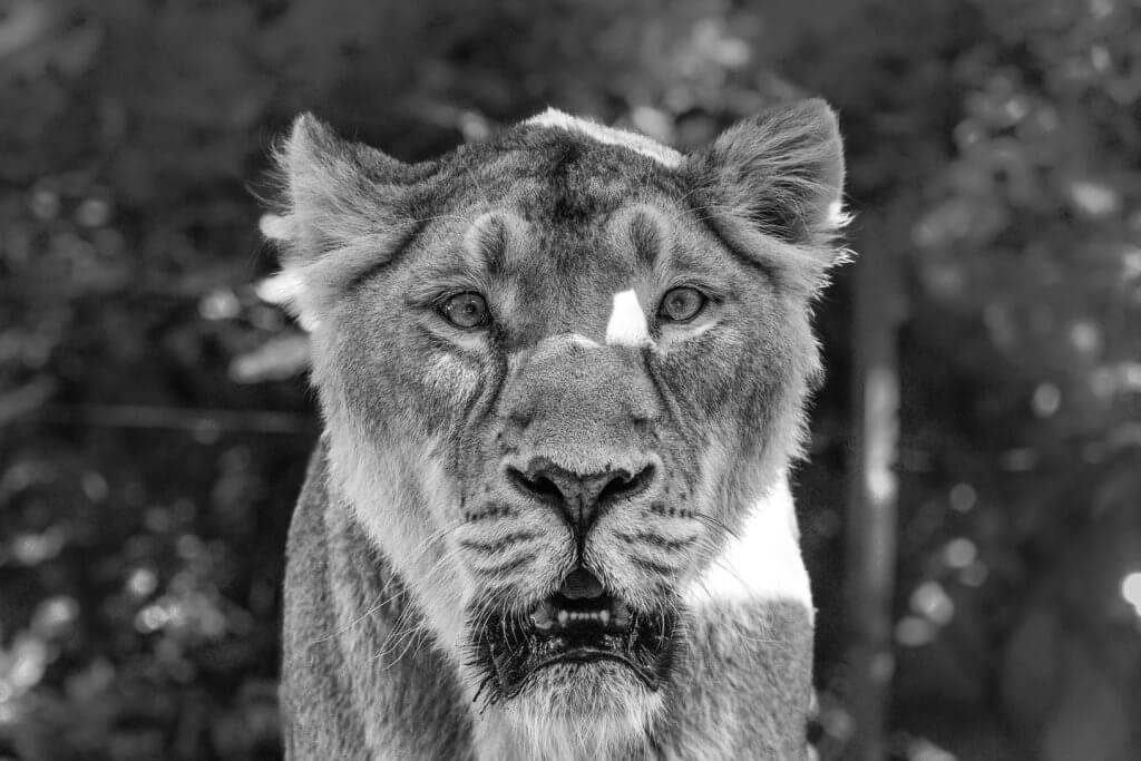 Fotografieren im Zoo - Löwin durch Scheibe fotografiert