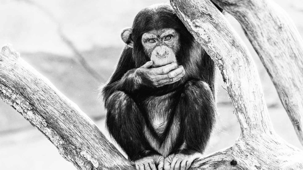 Fotografieren im Zoo Schimpanse