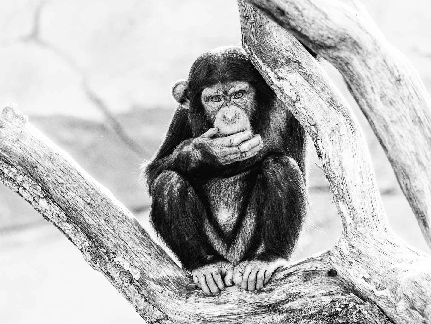 Fotografieren im Zoo Schimpanse