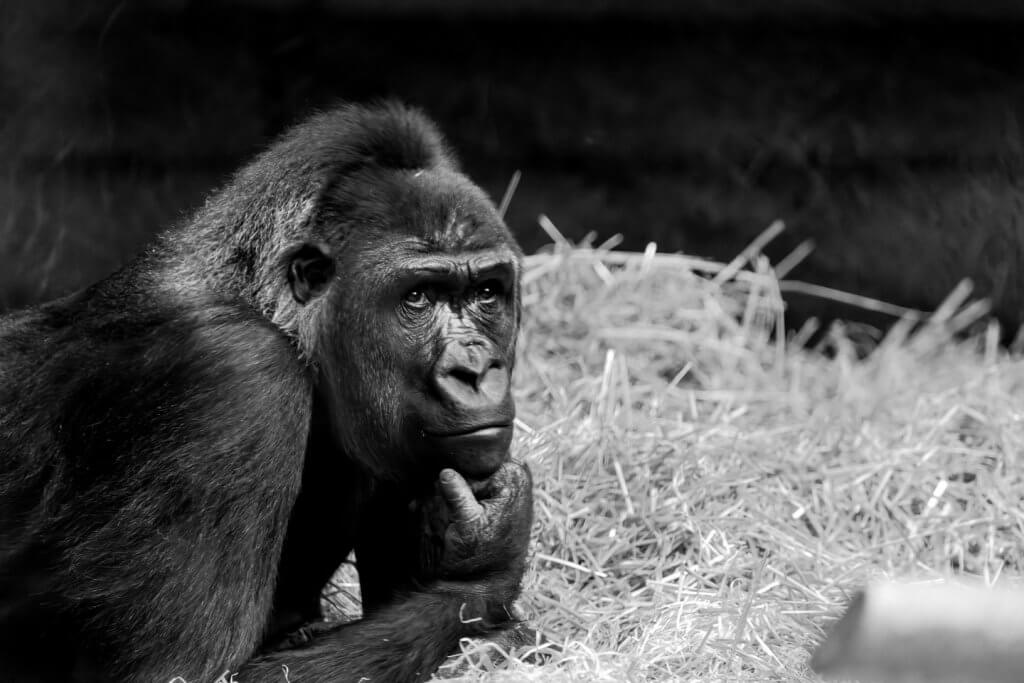 Ich denke also bin ich Gorilla im Zoo
